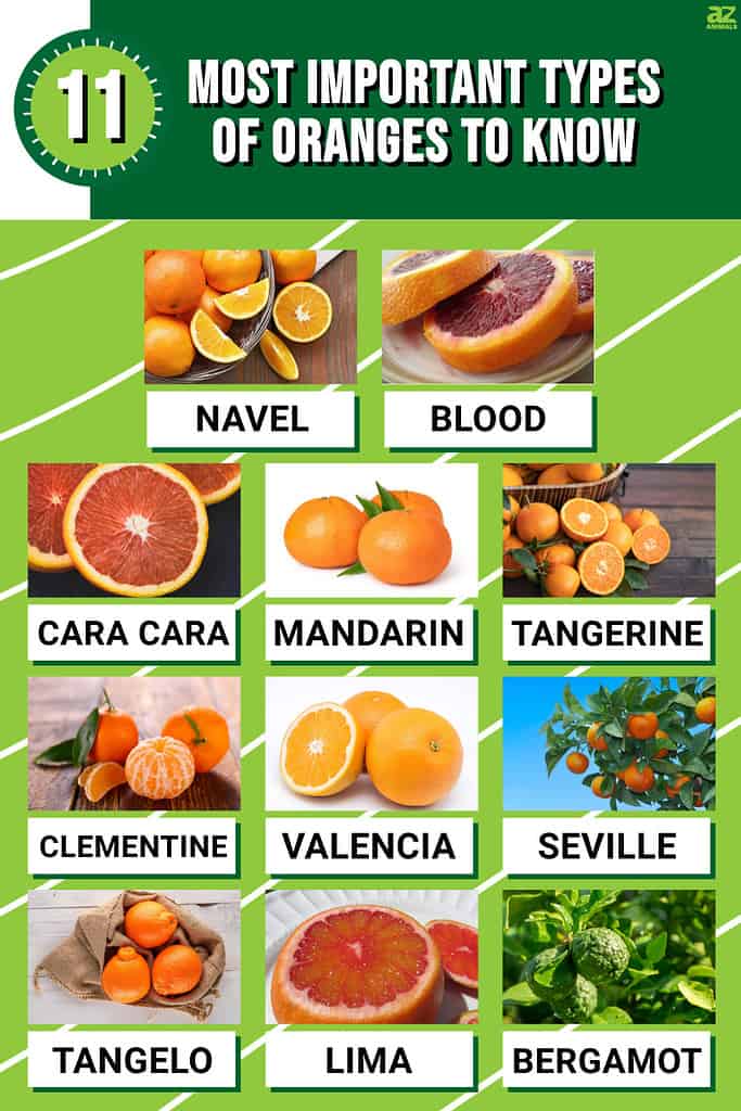 Infographic for the 11 Most Important Types of Oranges to Know.