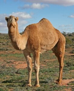 Brown camel looks towards the camera wheels standing in a green open field