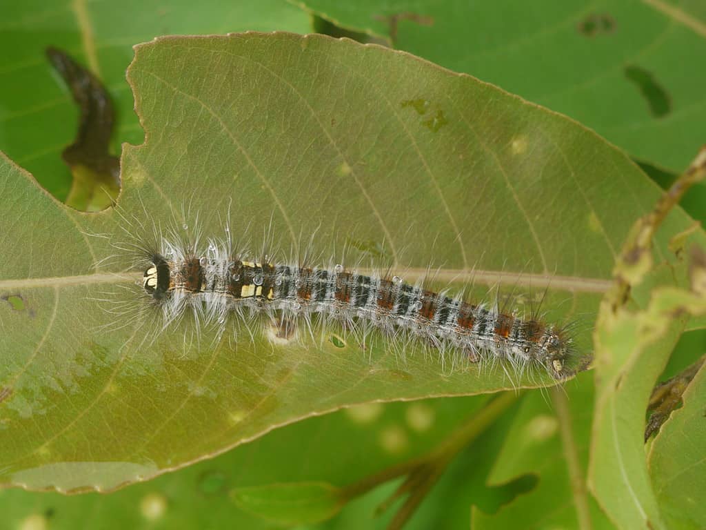 American Lappet Moth Caterpillar