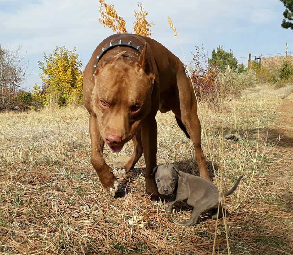 pit bull common complaint backyard breeding
