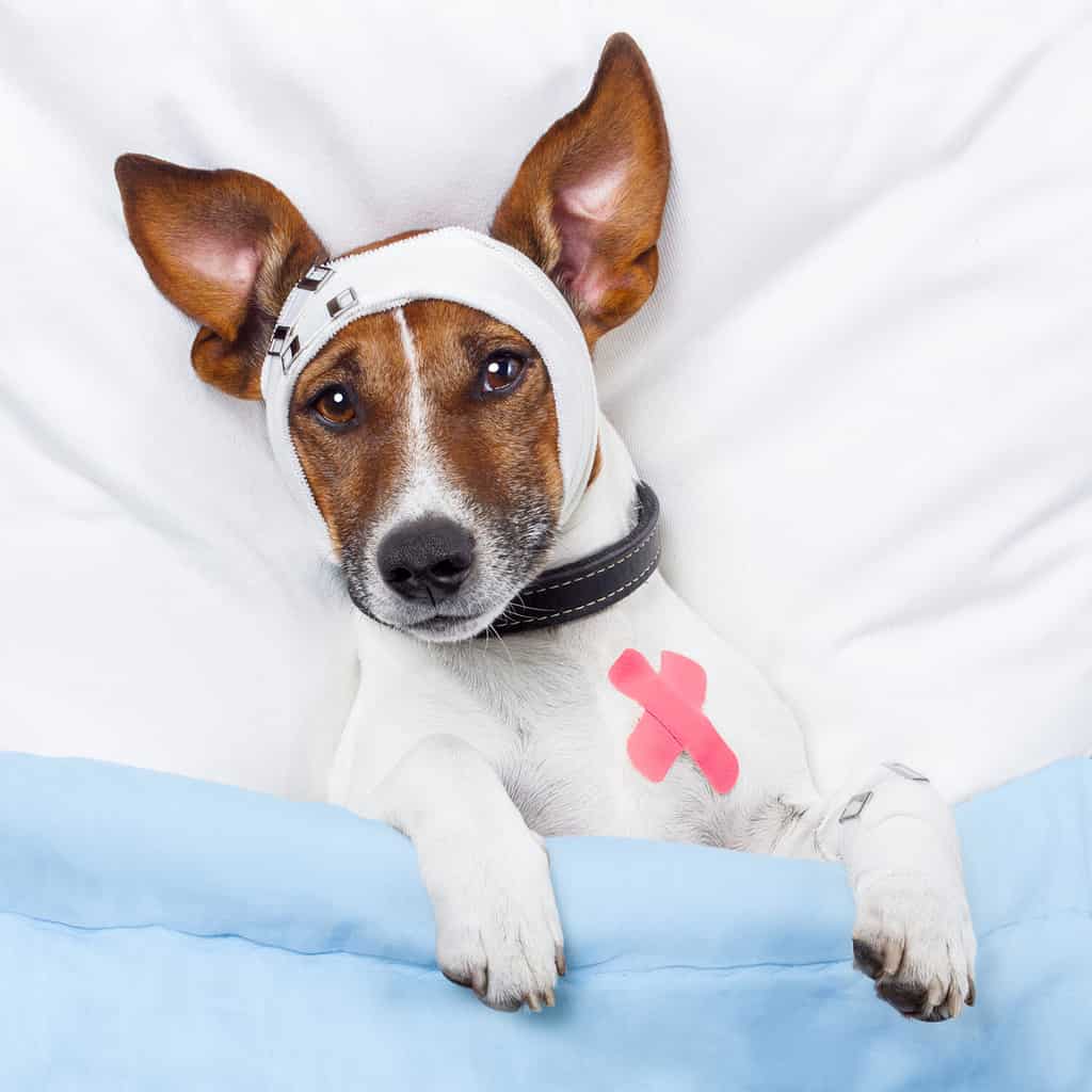 Sick dog with bandages lying on bed and sleeping