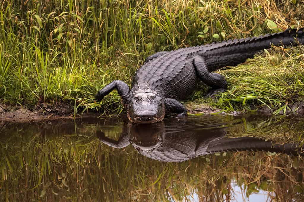 Large menacing American alligator Alligator mississippiensis in the wetland and marsh at the Myakka River State Park in Sarasota, Florida, USA