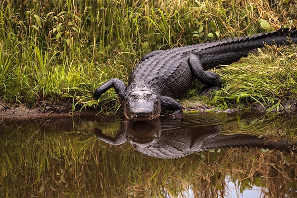 See a Lost Alligator Taking a Dip Right on a Popular Florida Beach - A ...