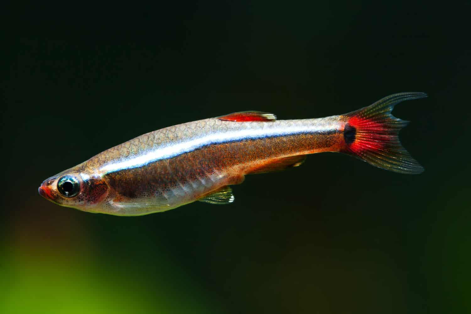 Aquarium fish White Cloud Mountain minnow swimming against soft green plants background. Detailed fish pattern. macro nature concept. soft focus photo.