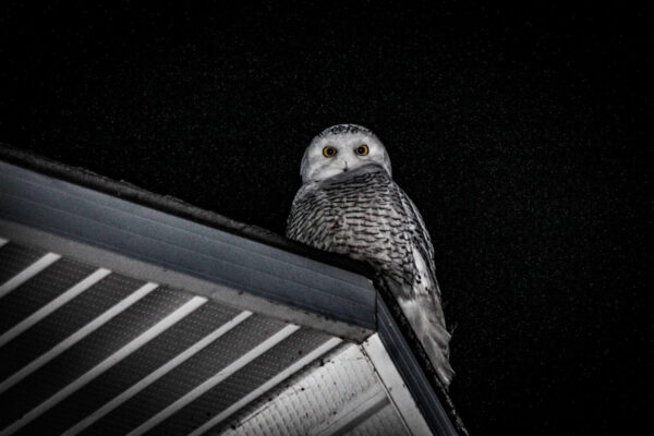 10 Notable Facts About Snowy Owls - A-Z Animals
