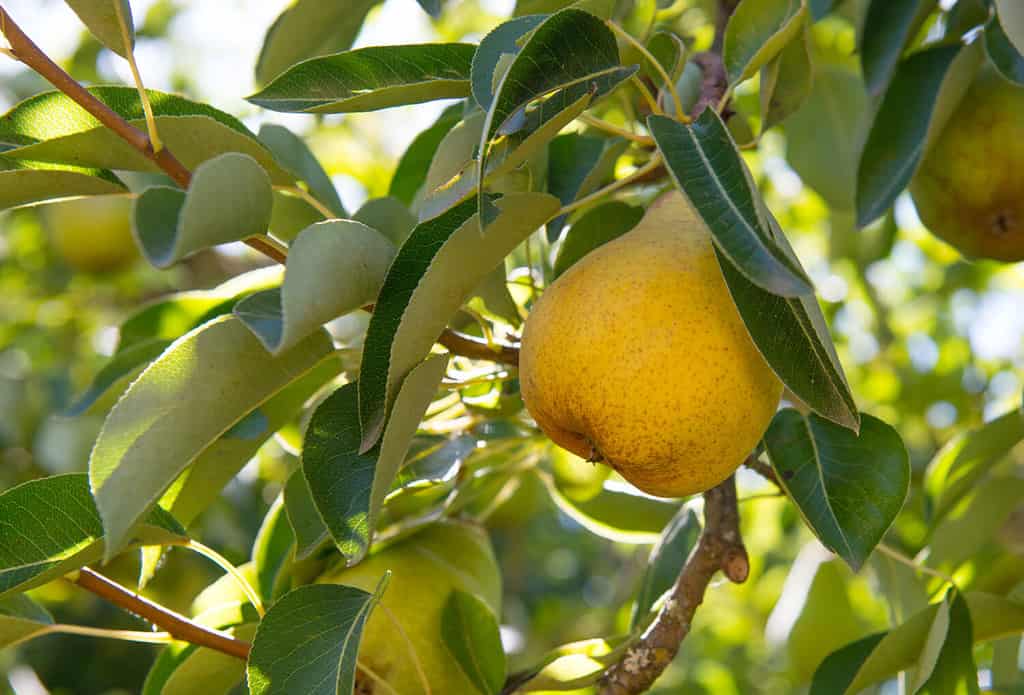 ripe, yellow, Bartlett pears hanging on a tree with green leaves