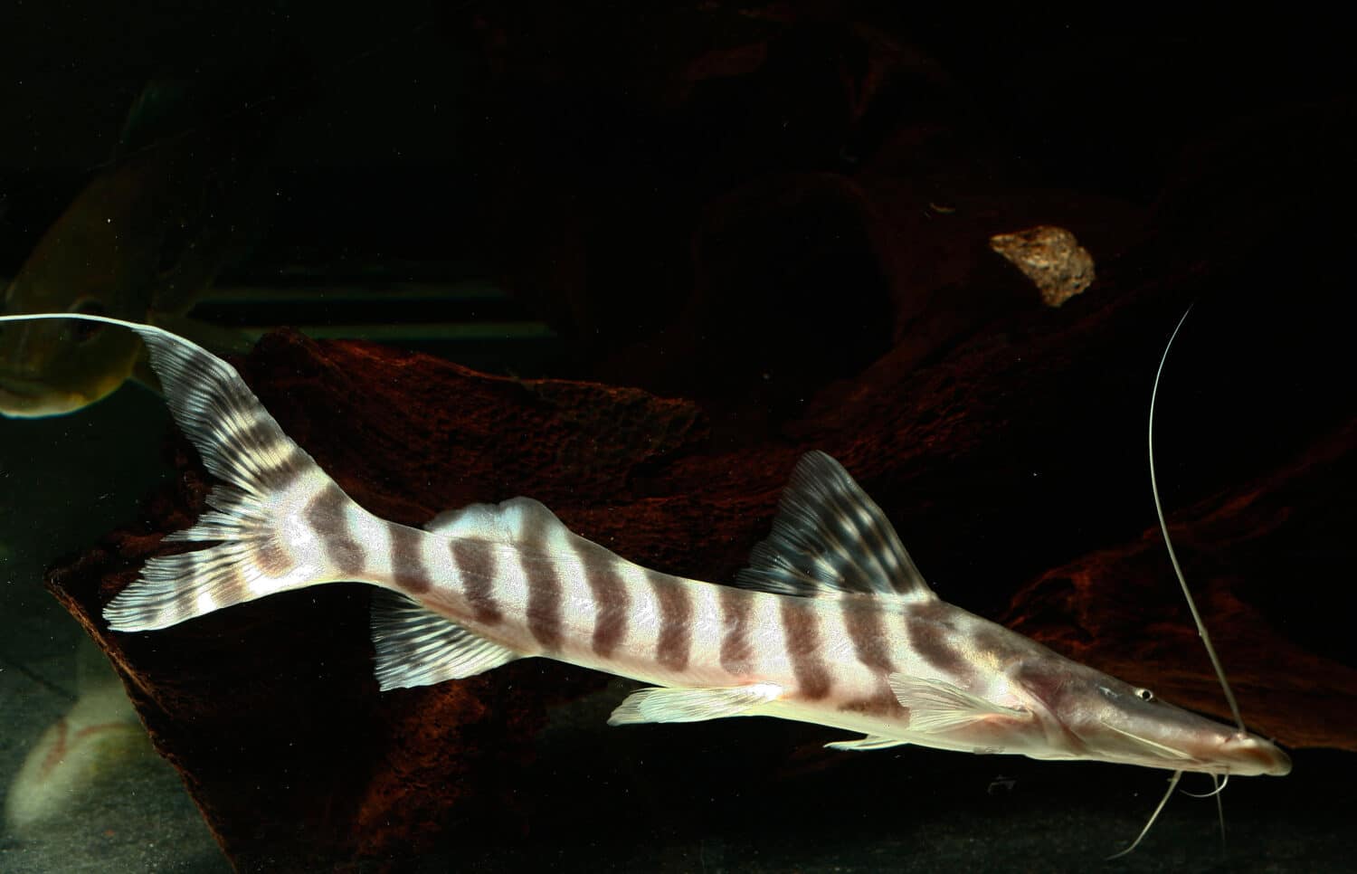 Large predatory Zebra shovelnose catfish (Brachyplatystoma tigrinum) in aquarium