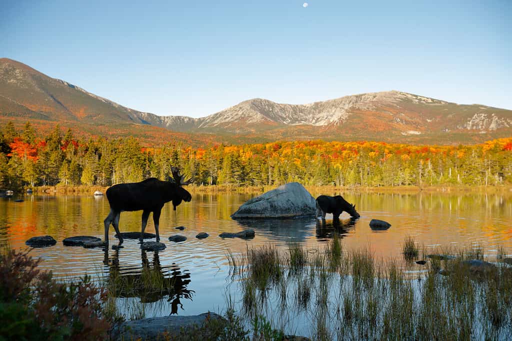 Two moose in a northern New England Pond