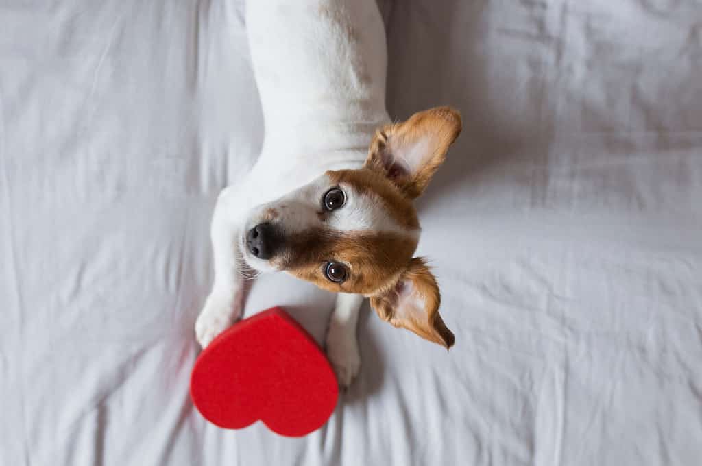 cute young small dog sitting on bed with a red heart. Valentines day Concept. Pets indoors