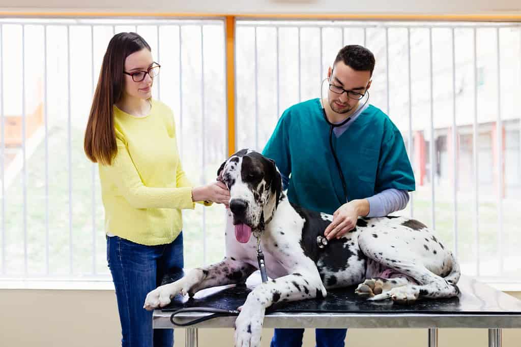 Owner with her Great dane at veterinary.