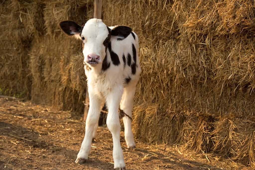 Young black and white calf at dairy farm. Newborn baby cow