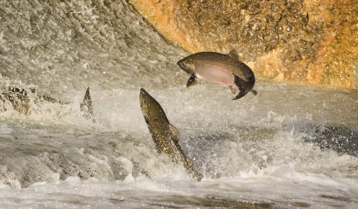 Chinook Salmon jumping at water fall