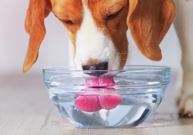 the-8-most-common-health-problems-in-beagles-az-animals