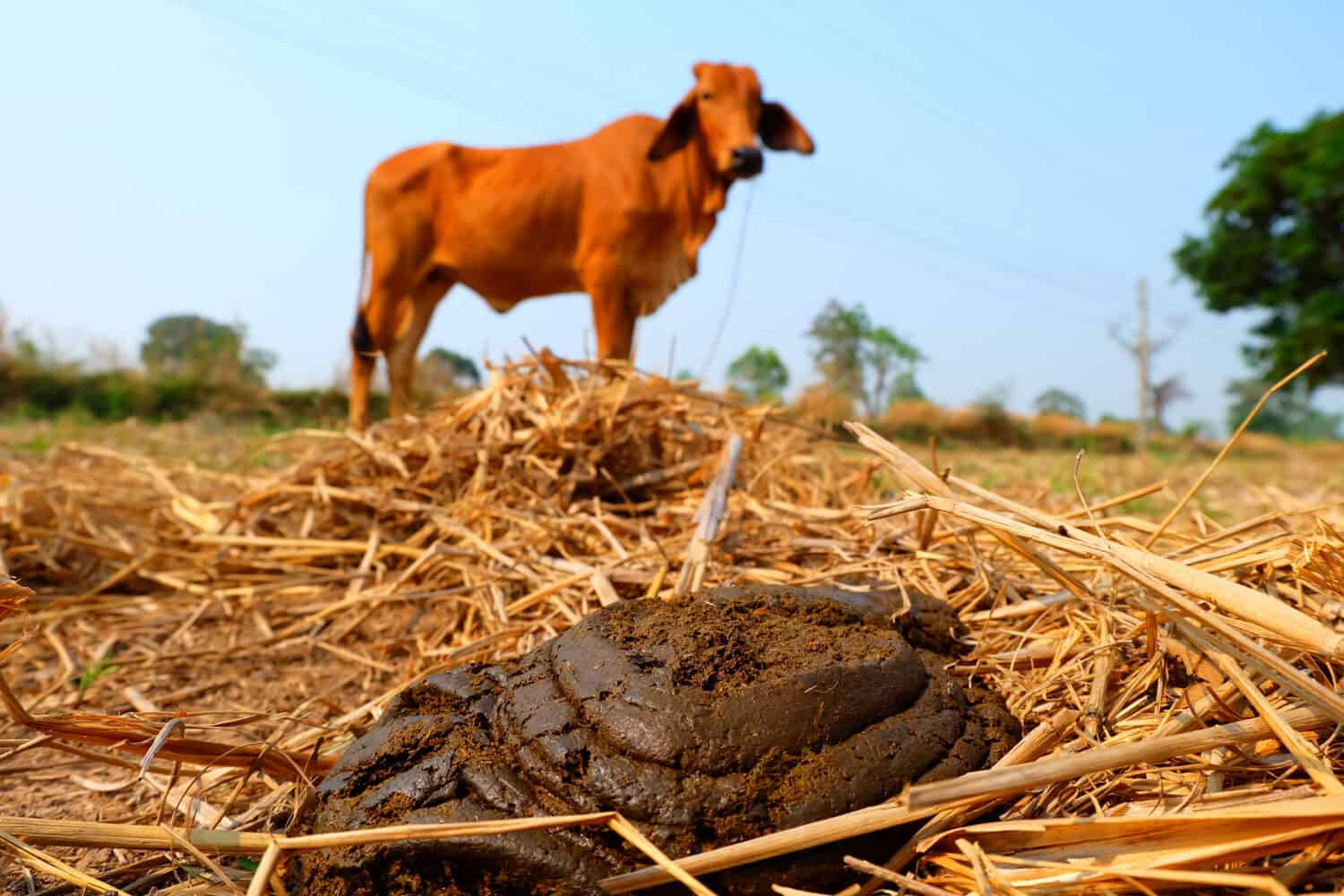 Fresh cow dung on the natural floor, bio-fertilizer from the cow dung.