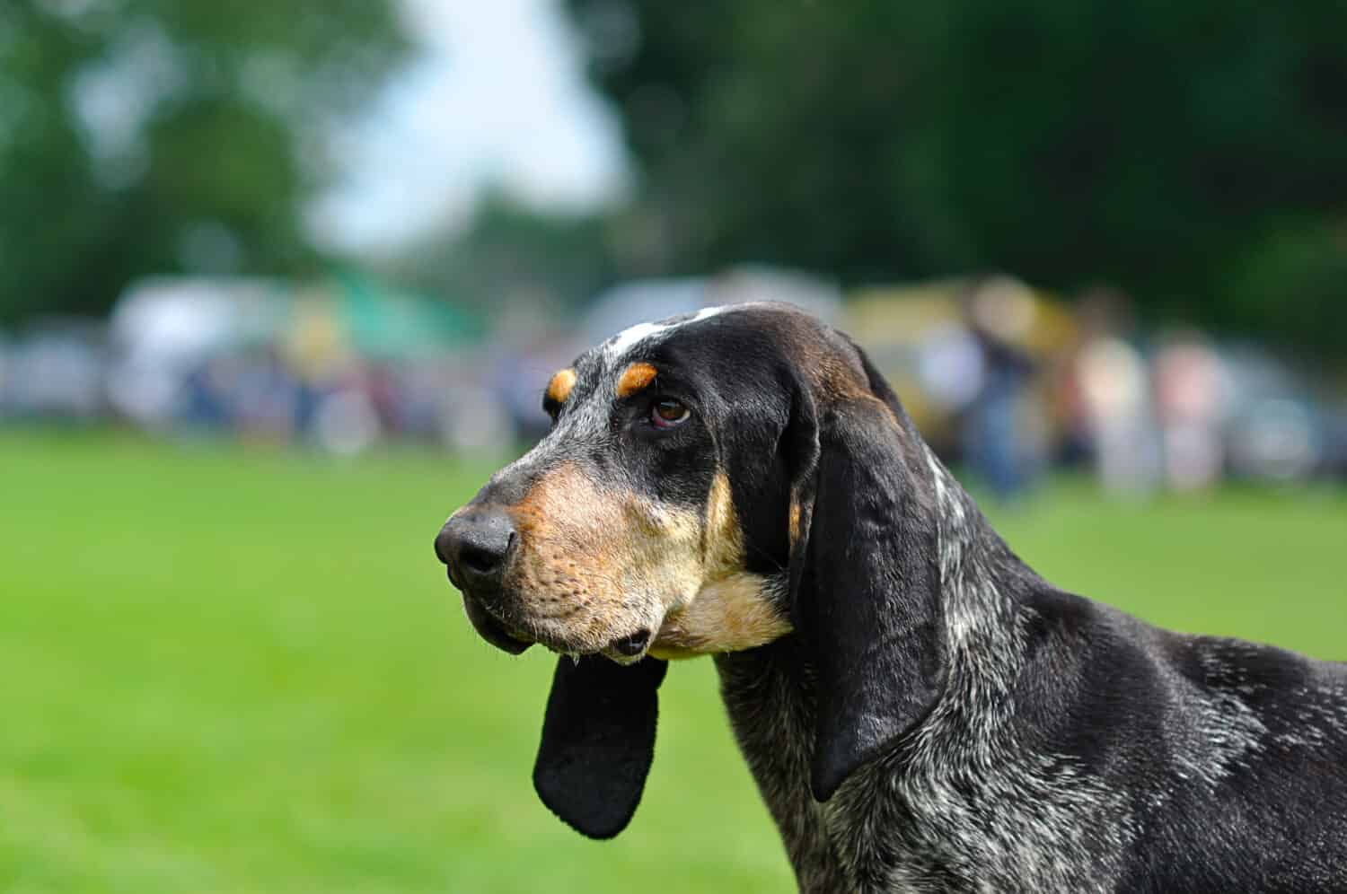 Bandiera Americana In Tela Con Basset Hound - Tesori Di Caroline, 28x40x1, Multicolore, Resistente Intemperie