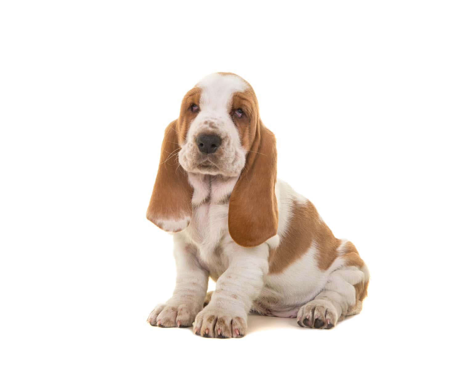 Cute sitting tan and white basset hound puppy looking at the camera isolated on a white background 