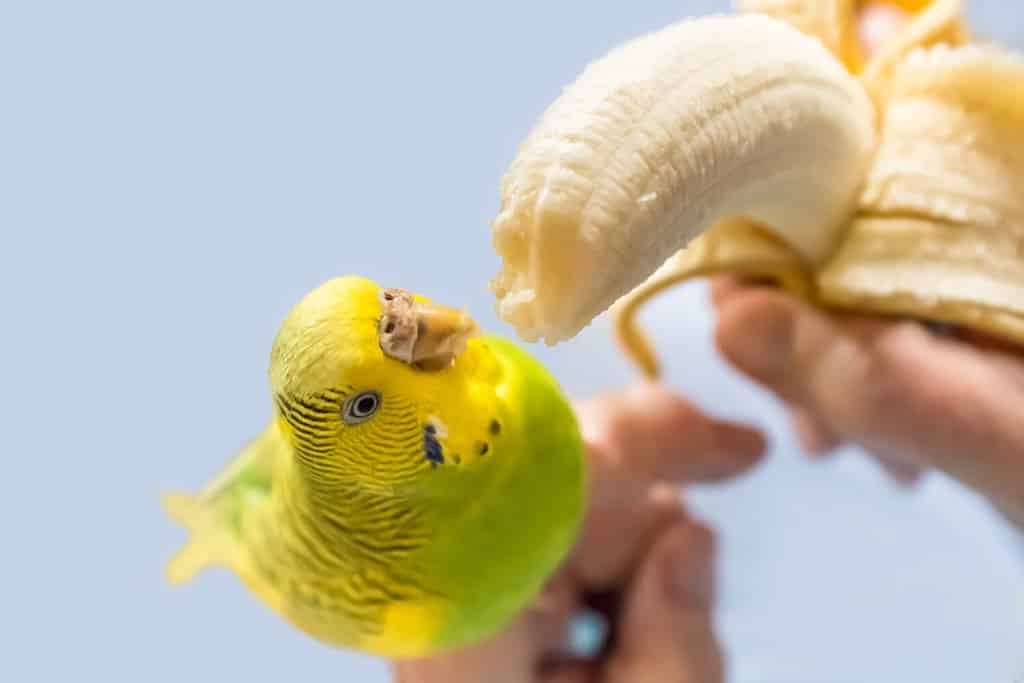 green and yellow pet budgerigar parakeet being hand fed a peeled banana