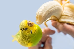 Can Parakeets Eat Banana? Picture