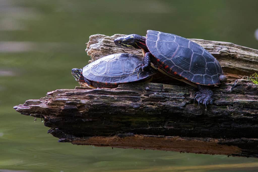 mating painted turtle