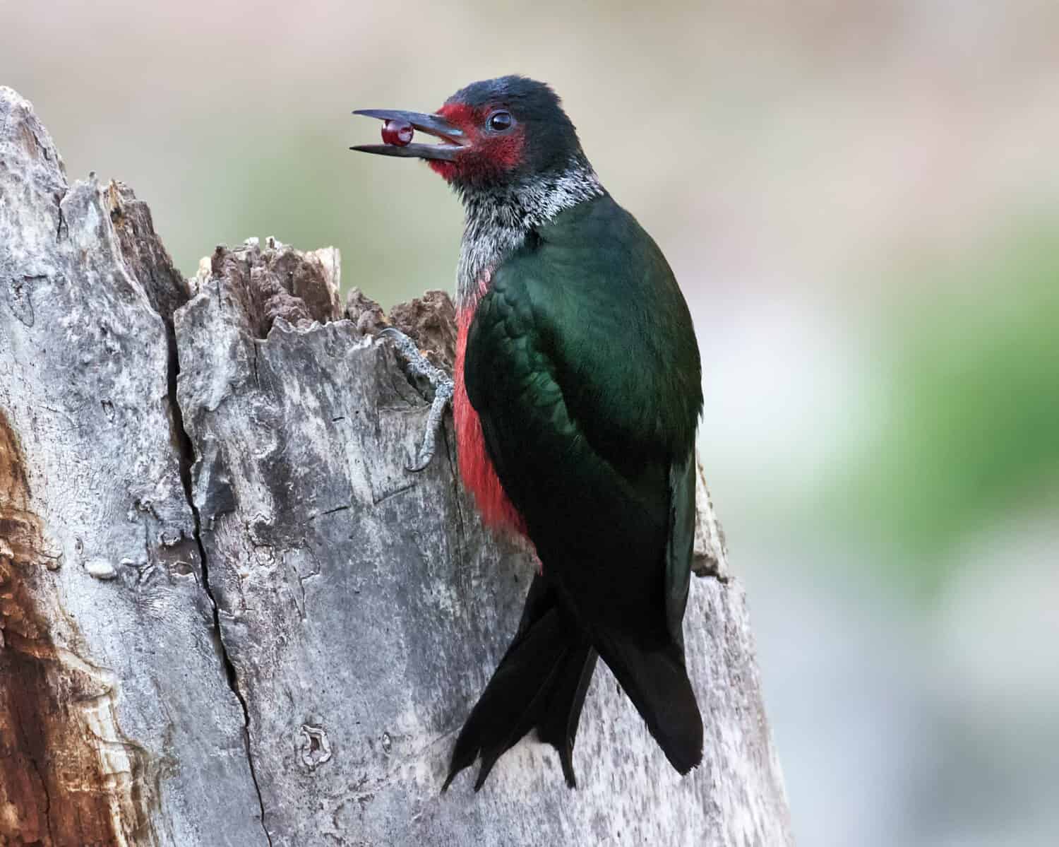 Lewis's Woodpecker perched on a stump with an acorn in its bill