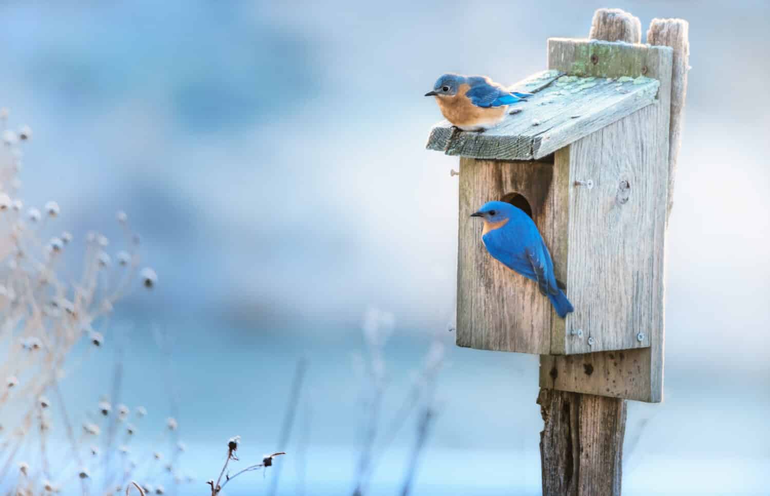A pair of Eastern bluebirds on their home in an early morning in Springtime. 