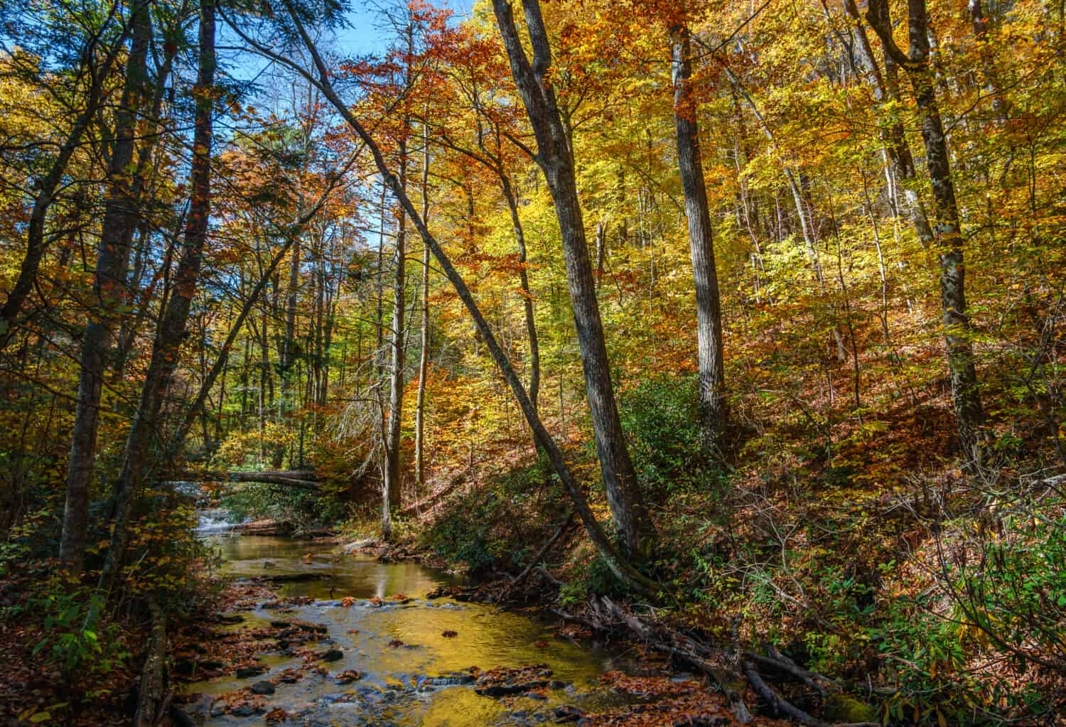 Autumn on Crabtree Creek Trail near the Blue Ridge Parkway and Crabtree Falls	 North Carolina