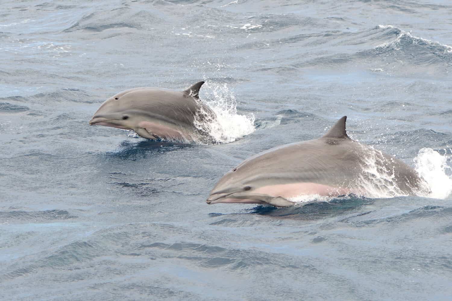 Close up of two Fraser's dolphins jumping out of the water