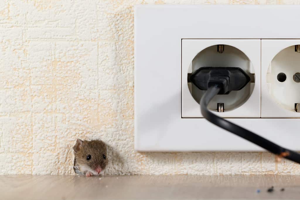 closeup mouse (Mus musculus) peeps out of a hole in the wall with electric outlet. Mice control concept. Extermination.
