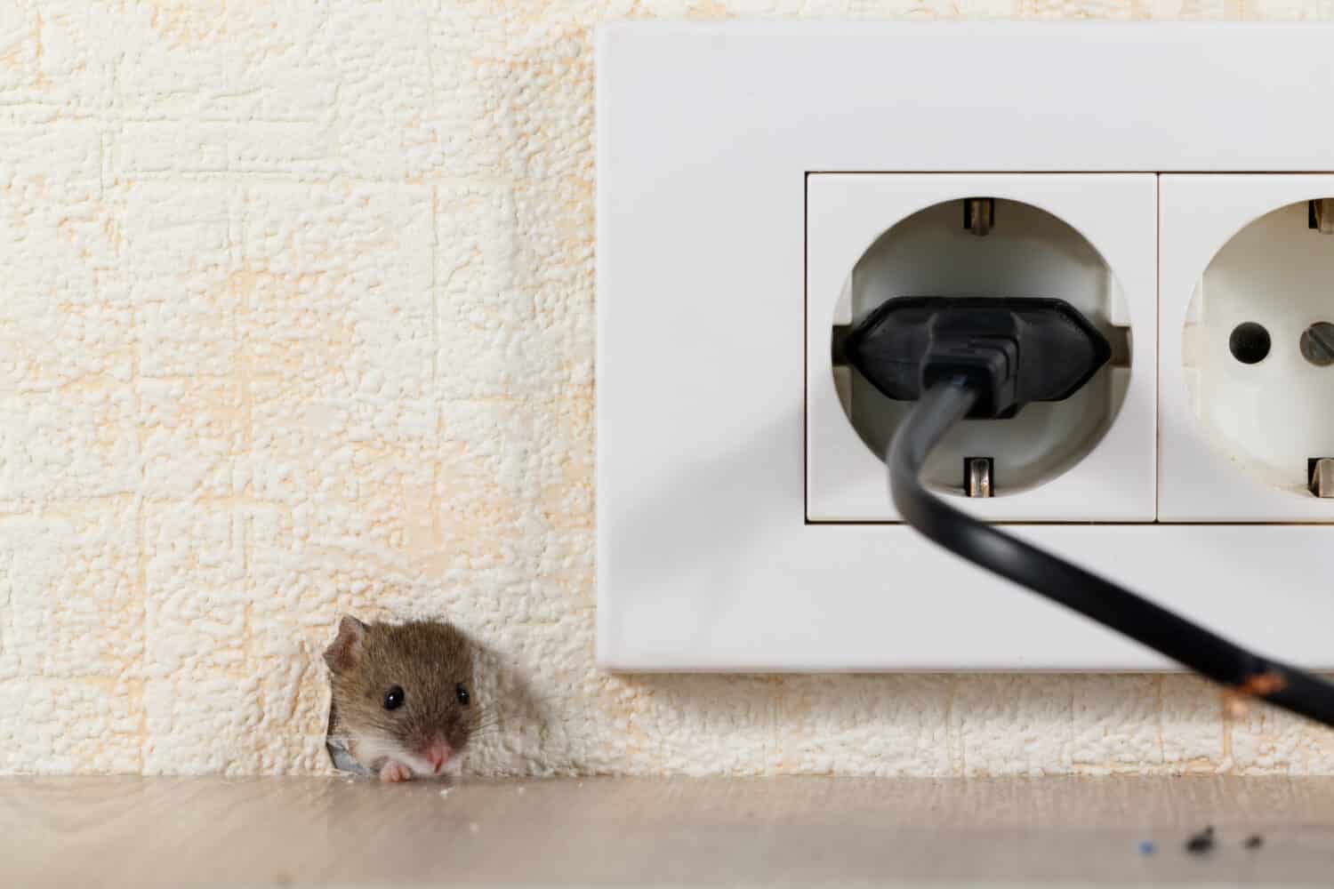 20 Simple Homemade Remedies to Kill Mice