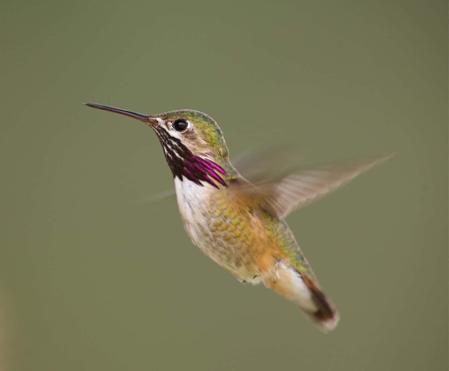 Calliope Hummingbird in flight with purple neck streaking clearly visible; rapidly beating wings exhibit motion blur