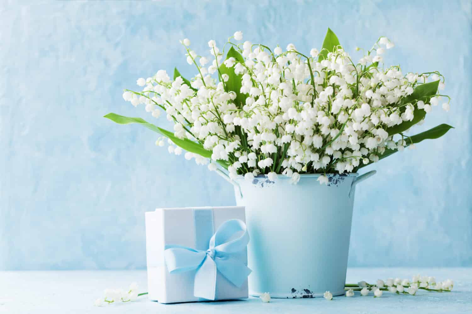 Lily of the valley flowers in blue vase and gift box against rustic wall. 