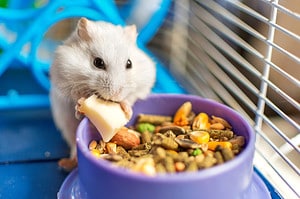 How Long Can a Hamster Go Without Water? Picture