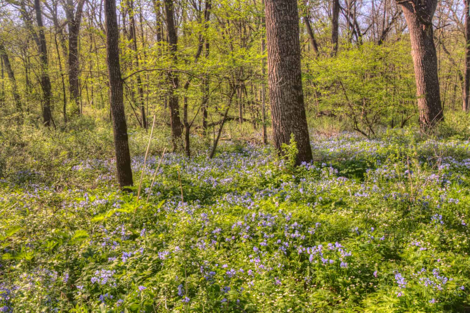 Carley State Park is a Rural area northwest of Rochester, Minnesota with Bluebells in late Spring