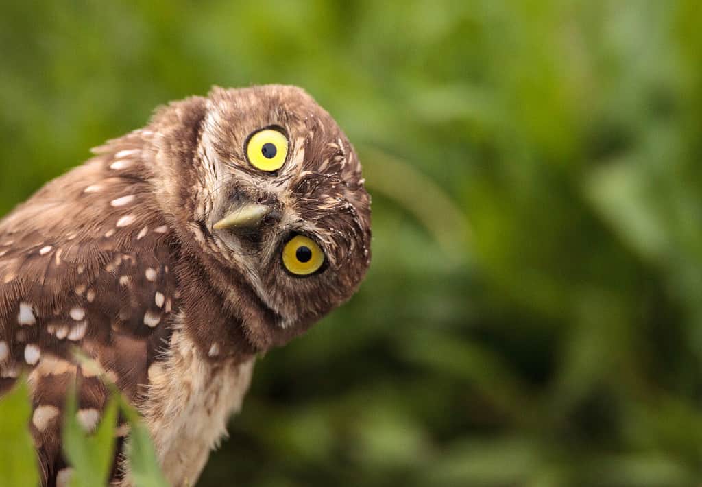 Funny Burrowing owl Athene cunicularia tilts its head outside its burrow on Marco Island, Florida