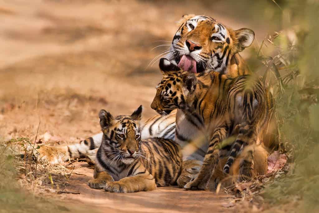 Royal Bengal Tiger with Cub