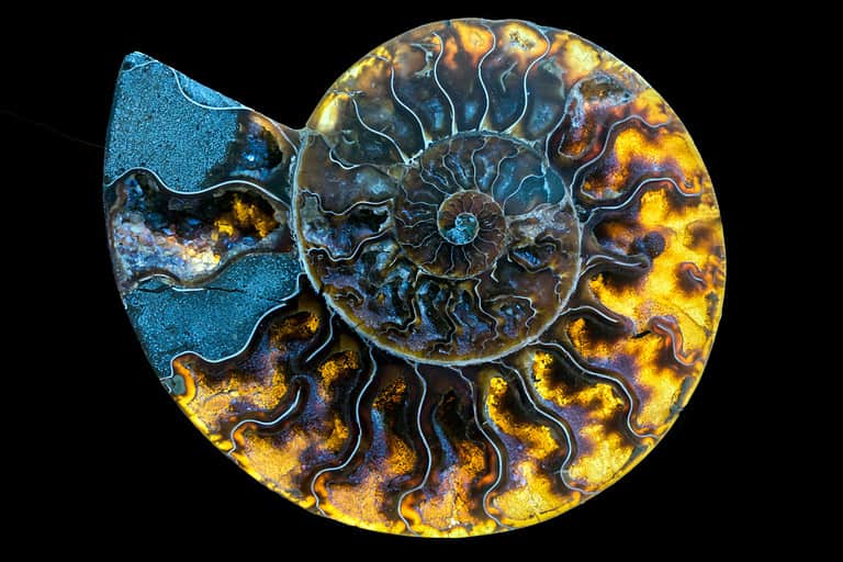 A fossilized gemstone ammolite cross-section displays texture.Nautilus of 2 mil. years old.