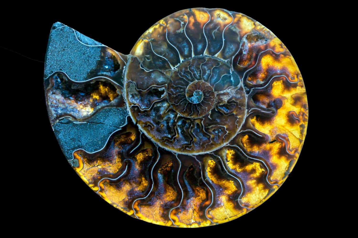A fossilized gemstone ammolite cross-section displays texture.Nautilus of 2 mil. years old.
