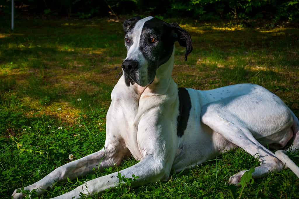 An adult female Pie Bald Great Dane sitting on green grass with sunlight shining on her.