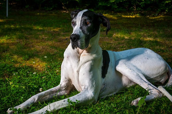 Great Dane Pregnancy: Gestation Period, Weekly Milestones, and Care ...