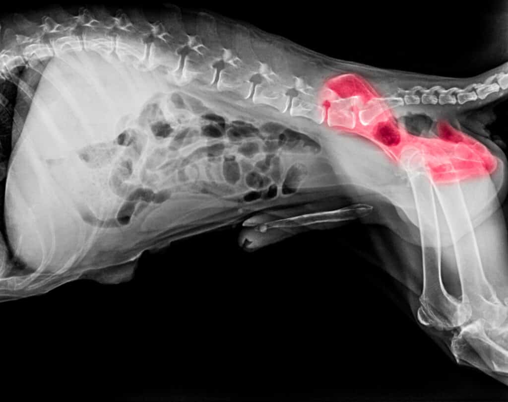 X-ray film of dog lateral view with red highlight in hip bone pain area or hip dysplasia dog- Veterinary medicine- Veterinary anatomy Concept