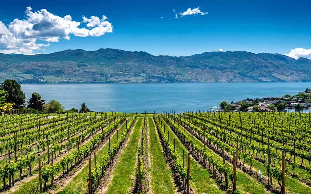 Rows of grapes lead down to the waters of Okanagan Lake near Kelowna, with the Rocky Mountains, blue sky and white clouds in the background.