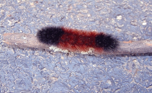 Wolly bear caterpillar on stick.