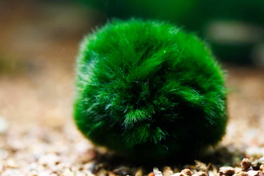 Marimo moss balls are soft, so they won't rip up your betta's fins.