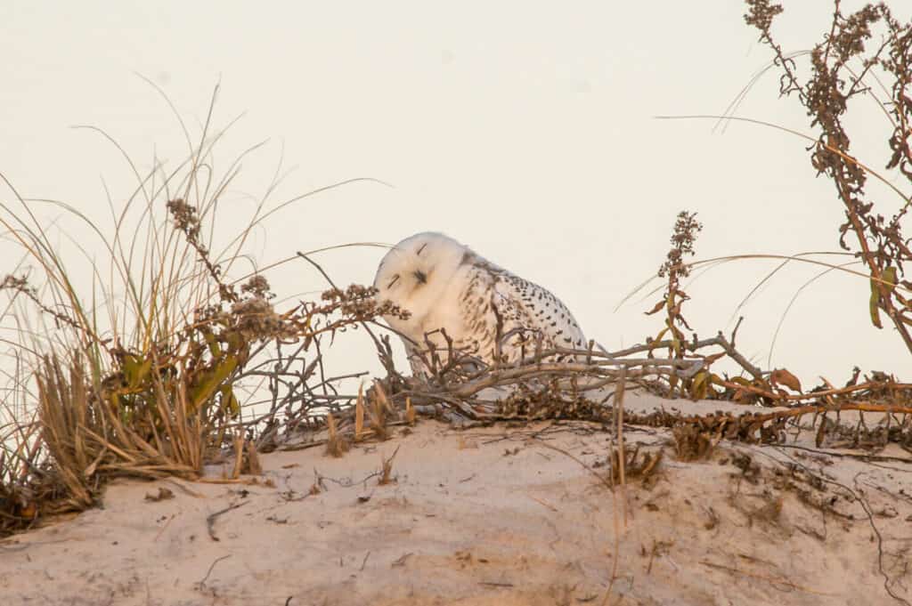 A Snowy Owl snoozes on a dune at Island Beach State Park in New Jersey.