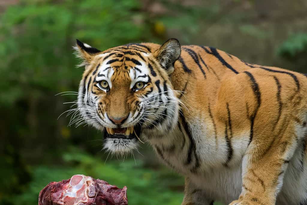 Siberian Tiger eating meat