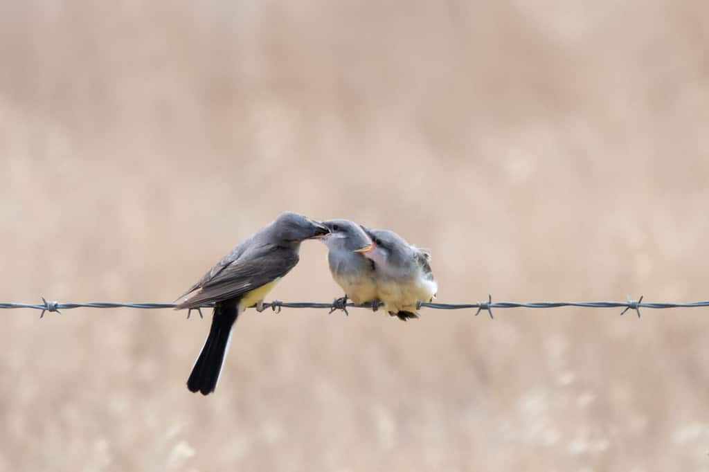 An adult Western Kingbird feeding one of two fledglings (beak inserted) while the other fledgling demands food with beak wide open. Isolated against a blurred background.