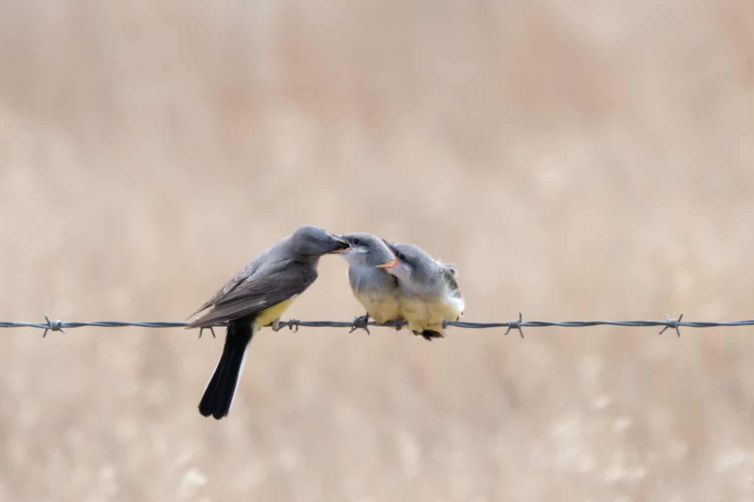 An adult Western Kingbird feeding one of two fledglings (beak inserted) while the other fledgling demands food with beak wide open.  Isolated against a blurred background.