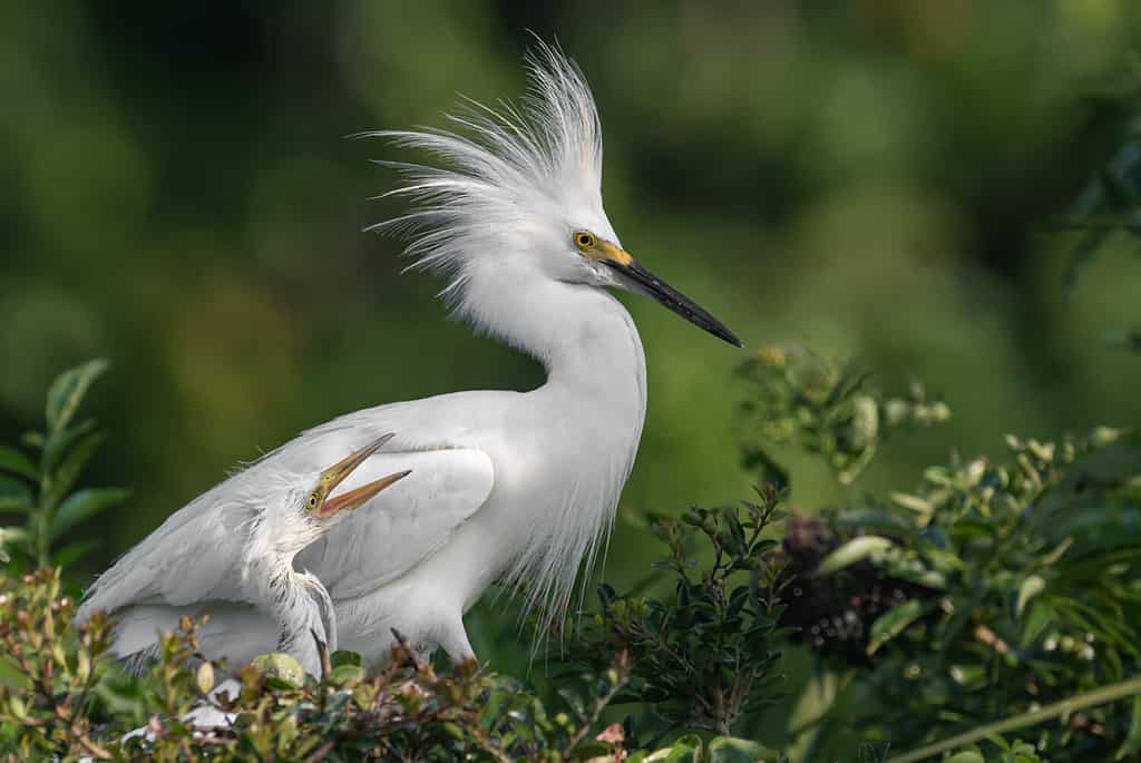 Snowy egret in Florida