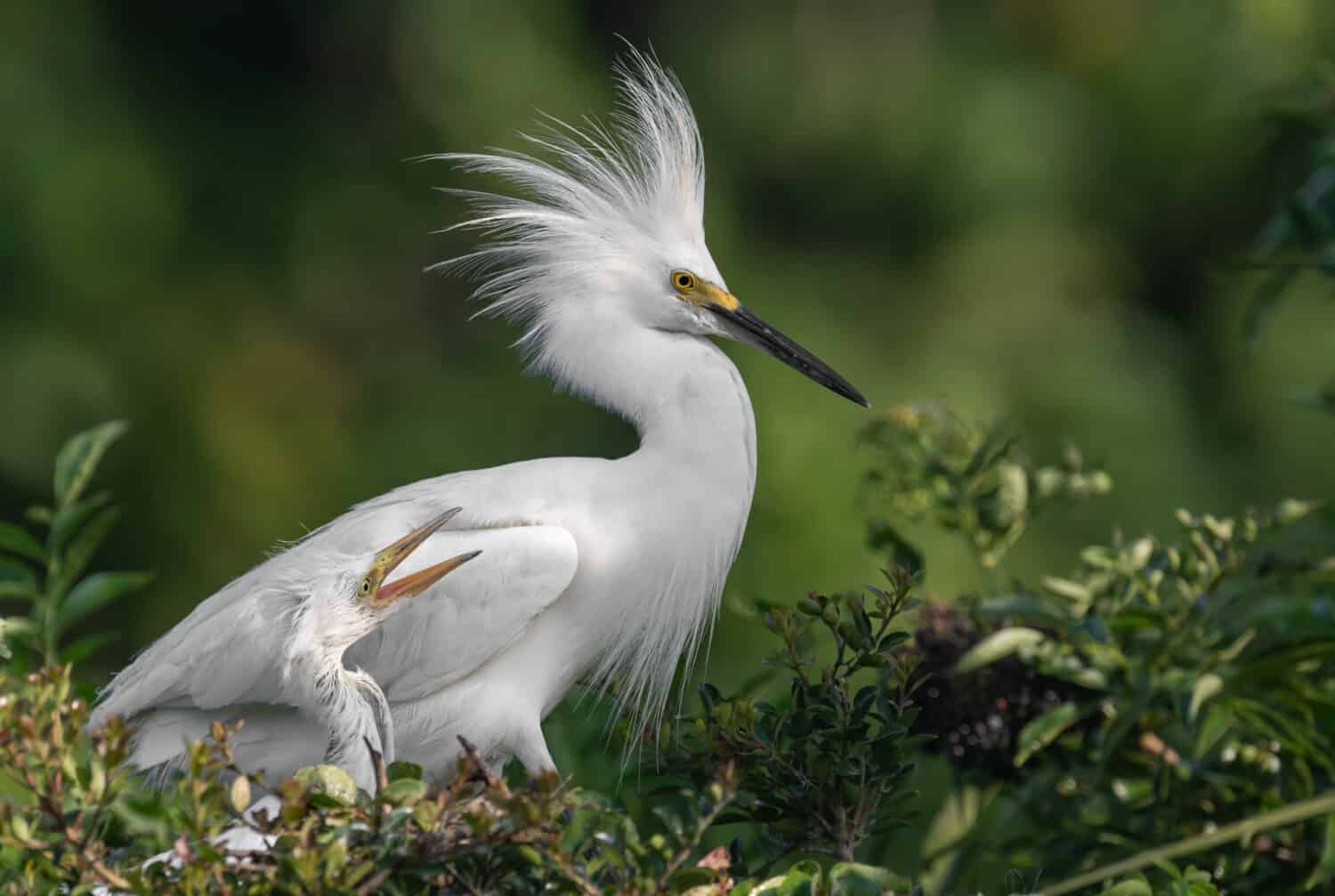 Snowy egret in Florida 