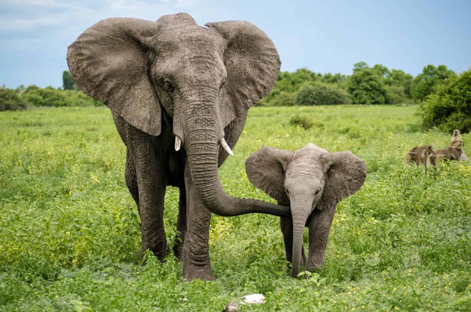 Mother Elephant Defensively Towers Over Safari Jeep After Her Baby